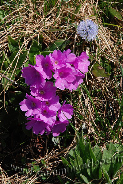 28 Sentiero Rifugio Capanna 2000.JPG